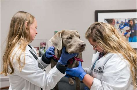 Texas A&M Veterinarians Diagnose Rare .